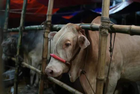 peternak sapi indonesia