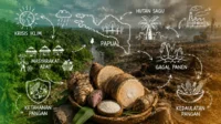 Ironi Paru-Paru Dunia: Krisis Iklim dan Ancaman terhadap Kedaulatan Pangan Masyarakat Adat Papua penyusutan hutan sagu