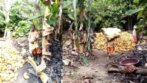 pekerja-anak-kakao-fairtrade