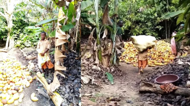 pekerja-anak-kakao-fairtrade