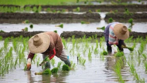 petani-muda-indonesia-pangan