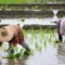 petani-muda-indonesia-pangan