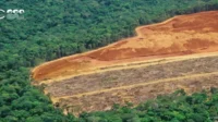 Deforestation: Its Impact on Environmental Balance Deforestation in Indonesia
