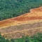 Deforestation in Indonesia