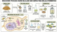 Produksi Enzim Industri dari Limbah Pertanian melalui Fermentasi Mikroba enzim selulase