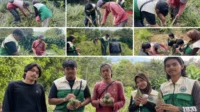 pemanenan nanas